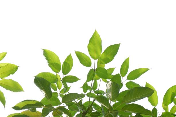 istock Tropical tree leaves with branches on white isolated background 1540919345