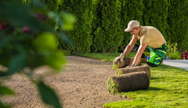 istock Caucasian Landscaping Worker Installing New Lawn Made From Natural Grass Turfs 1540929402