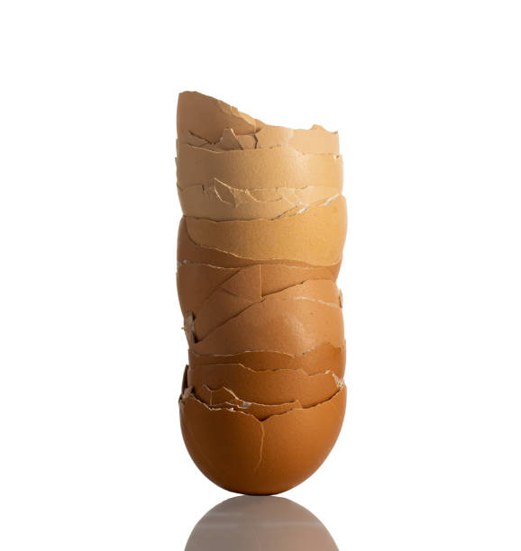 stack of brown egg shells - eggs animal egg stack stacking imagens e fotografias de stock