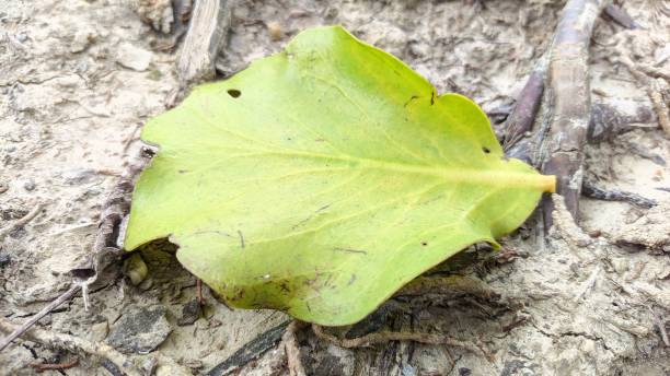 istock A close up of a leaf 1540932185