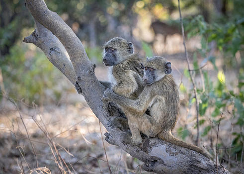 The chacma baboon usually lives in social groups, called troops, which are composed of multiple adult males, adult females, and their offspring.
