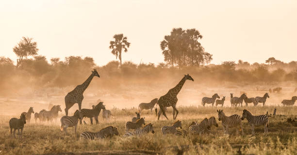 girafes et zèbres dans la plaine de la rivière boteti à la lumière du soir. - africa animal wildlife reserve horse family photos et images de collection