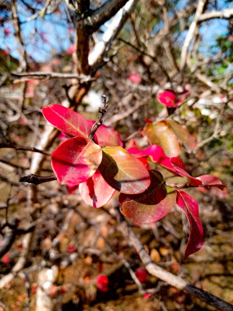 istock I love to see the leaves 1540935836