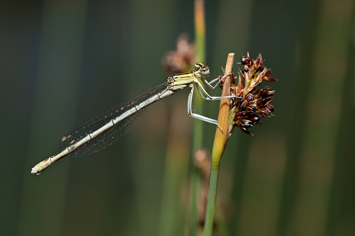 Closeup of an dragonfly at dawn.