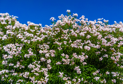 White Oleander Flowers against a blue sky.Italy.