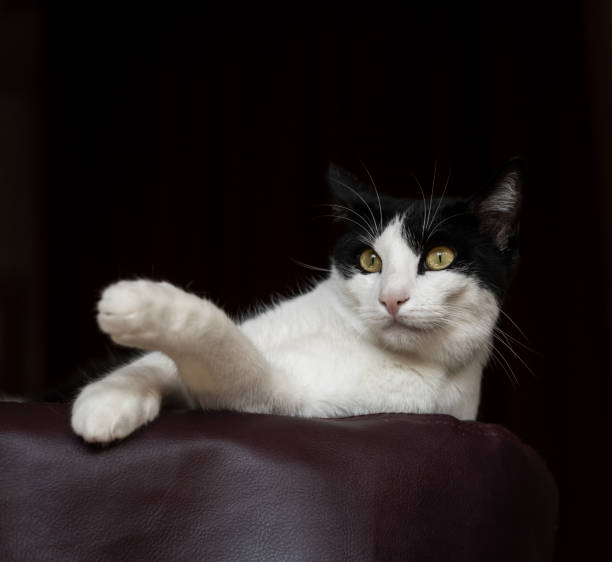 black and white adult cat with yellow golden eyes black background portrait studio sly look in his eyes
