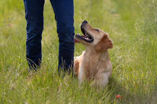 Golden Retriever sitting next to pet owner. Animal obedience training outdoors