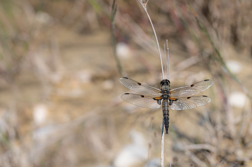 Close-up of a dragonfly (Libellula quadrimaculata) perched on a reed against a light background. The light is reflected on the ground
