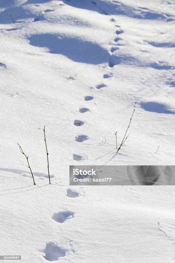 Faixas na neve - Foto de stock de Animal royalty-free