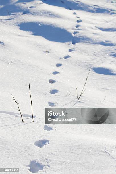 Foto de Faixas Na Neve e mais fotos de stock de Animal - Animal, Branco, Direção