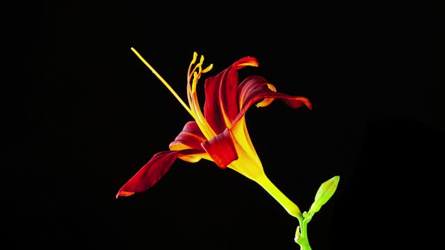Time Lapse of a Day Lily blooming