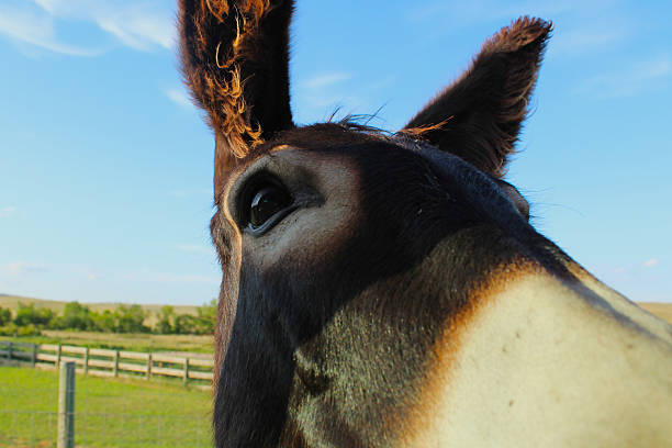 Burro de cerca - foto de stock