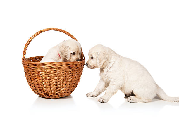 istock Golden retriever puppy in a basket 154099440
