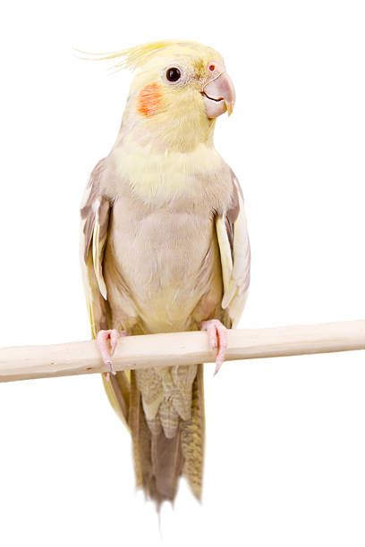istock Beautiful parrot with gray yellow painting 154099461