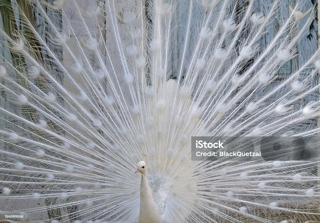 White Peacock Stock Photo - Download Image Now - Endangered Species,  Individuality, Scarce - iStock