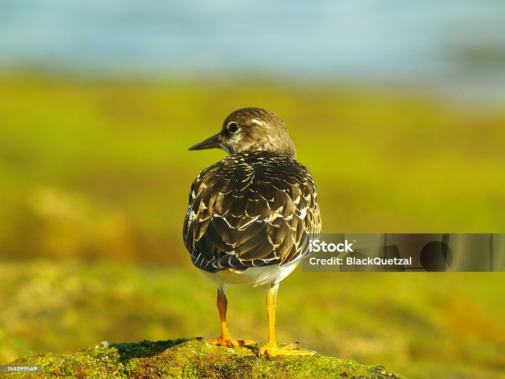 Arenaria interpres - Photo de Aile d'animal libre de droits