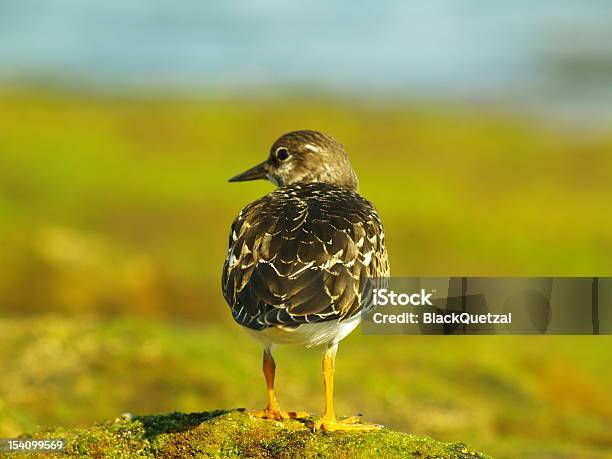 Foto de Arenaria Interpres e mais fotos de stock de Animal - Animal, Animal selvagem, Arenaria interpres