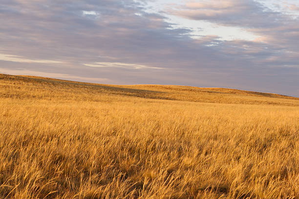 istock Beautiful sunset with heavy sky in steppe 154099678