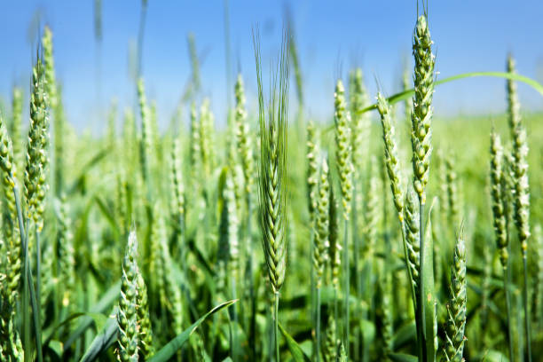 istock Ears of green wheat, close-up. 1541006387