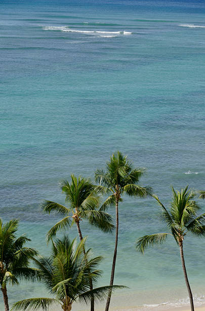 Hawaiian Beach – Foto