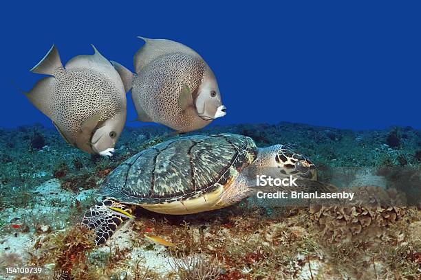 Pair Of Gray Angelfish Swimming With Hawksbill Turtle Stock Photo - Download Image Now