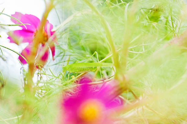 Cavalletta su fiore - foto stock