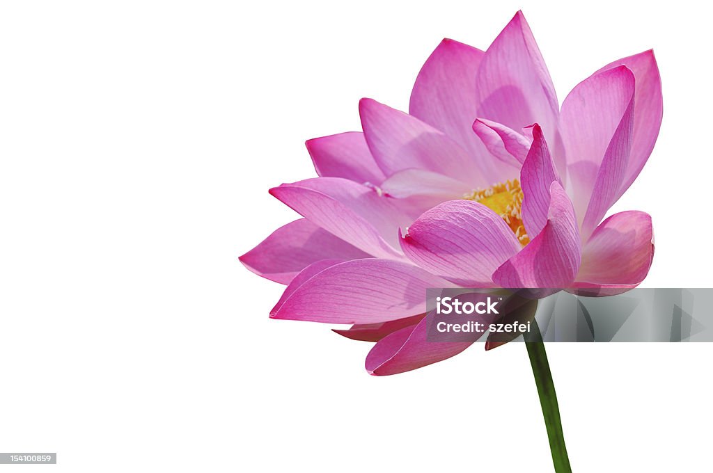 Różowy lotus - Zbiór zdjęć royalty-free (Bez ludzi)
