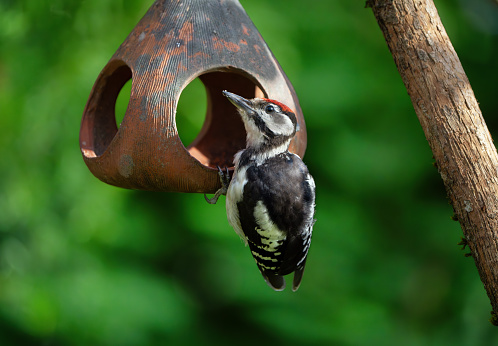 Great spotted woodpecker perching on a terracotta bird feeder in my back yard.