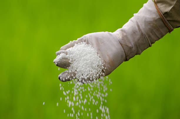Farmer using gloves to pour chemical fertilizer  stock photo