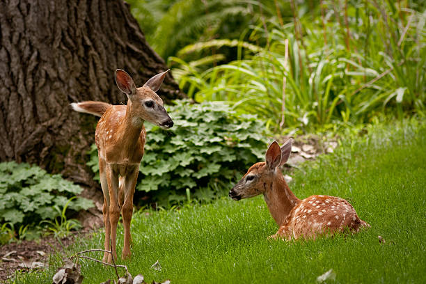 istock two fawns on a suburban lawn 154103452