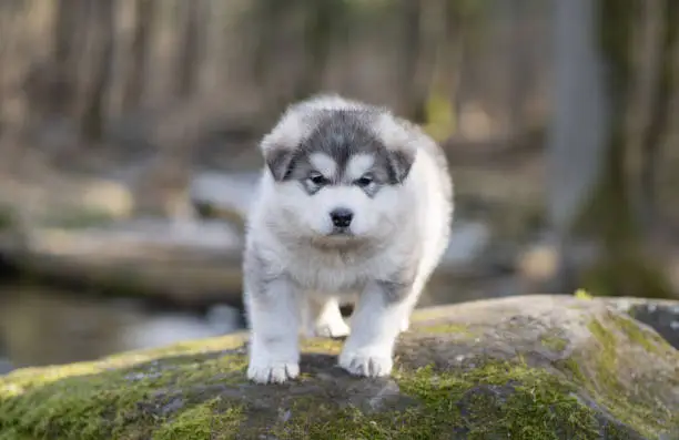 Alaskan Malamute Puppy Standing on the Rock. Young Dog. Portrait.