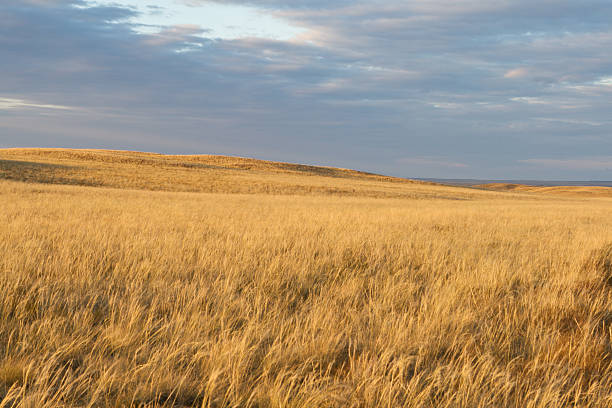 istock Beautiful steppe in the evening sun 154103741