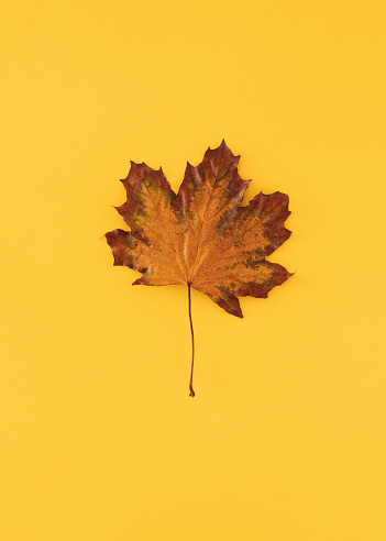 Autumn dry maple leaf. Yellow background. Flat lay. Top view. Copy space.