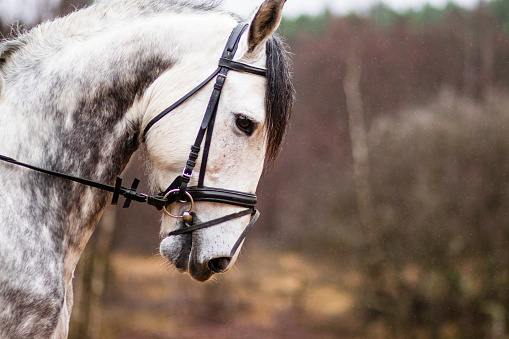 Andalusian pure Spanish horse. White equestrian animal isolated. Domestic closeup for background with negative space