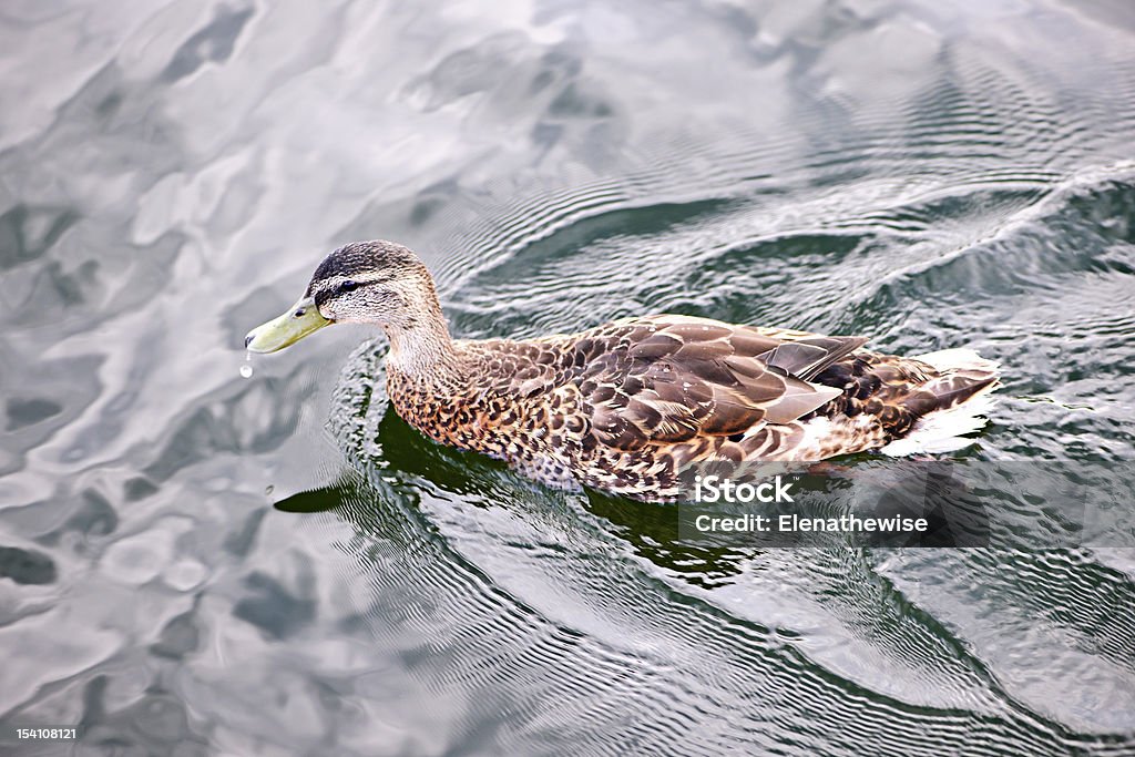 Pato na água - Royalty-free Animal Foto de stock