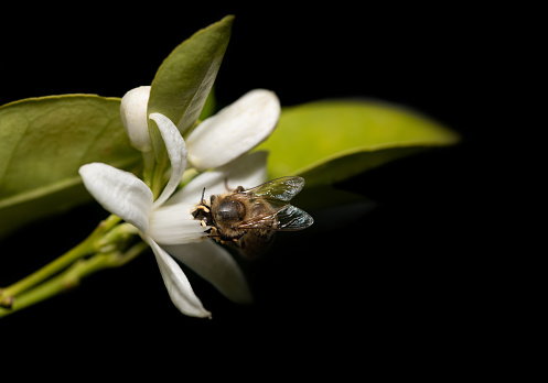 a small honey bee searches for nectar in a citrus blossom. part of the citrus tree can be seen with its green leaves. The background is black.