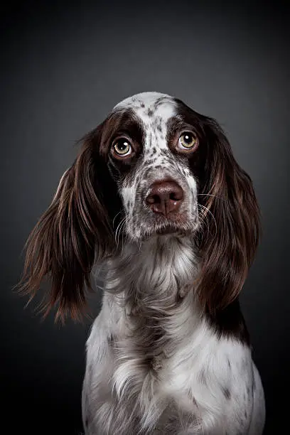 Photo of English Setter.