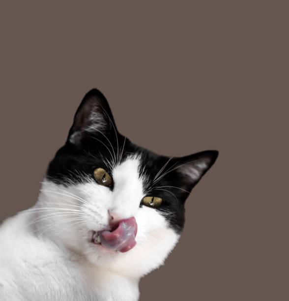 istock Cat Hungry Lick Lips Cut Out 1541104569