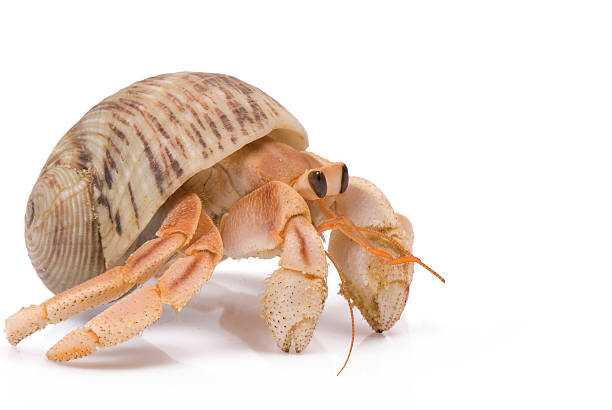 집게 기어가기 흰색 배경. - hermit crab pets animal leg shell 뉴스 사진 이미지