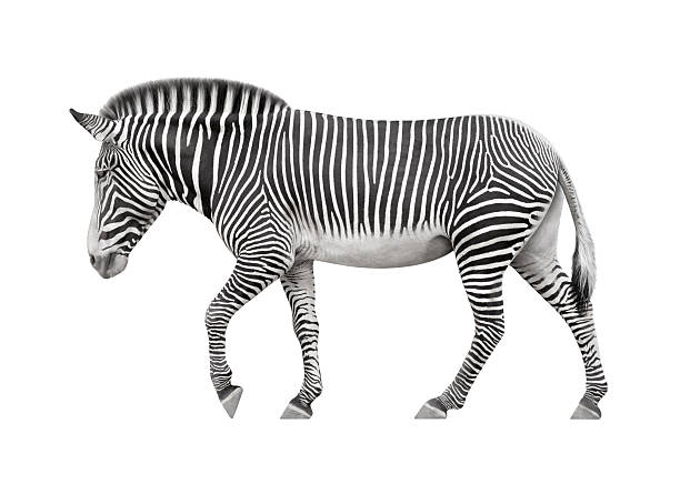 zebra em um fundo branco - zebra walk imagens e fotografias de stock