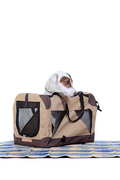 Jack Russel Terrier with a carrying bag against white background