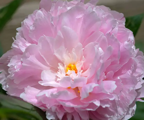 Close up of a delicate pink peony flower in soft sunlight