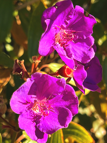 Vertical extreme closeup photo of green leaves and purple flowers on a Tibouchina or Lassiandra shrub growing in a garden in Winter.