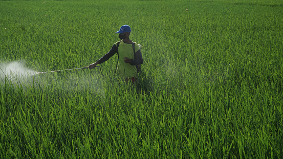Asian farmers spray herbicides. Farmers spray insecticides in rice fields. indonesian farmer