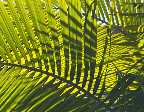 beautiful green jungle of lush palm leaves, palm trees in an exotic tropical forest, tropical plants nature concept for panorama wallpaper, selective sharpness