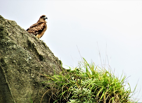Japan. Seotember. Eagle on the rock.