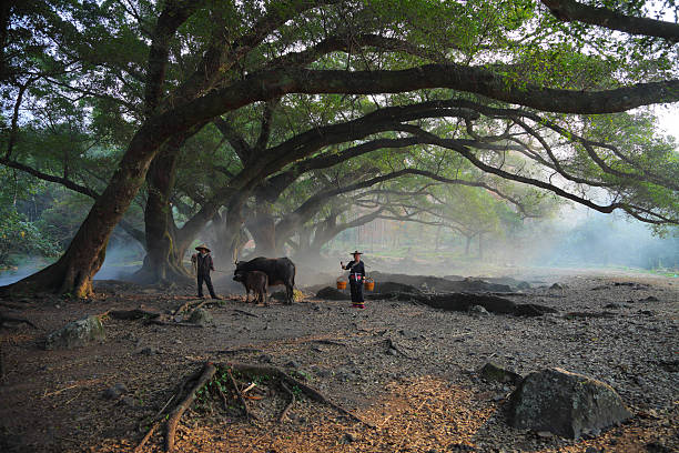 In the morning under the banyan tree, Asian farmers and cattle are arable land.