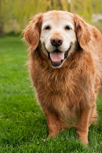 Portrait of an Old Golden retriever stock photo