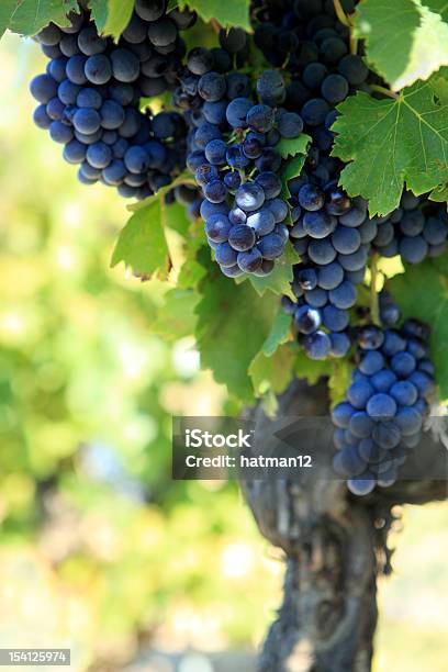 Rojo Vino Uvas Creciente En El Viñedo Foto de stock y más banco de imágenes de Viña - Viña, Burdeos, Parra