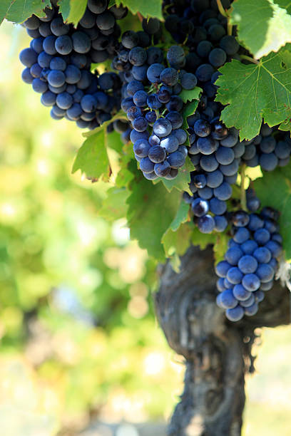Several bunches of plump red wine grapes growing on the vine Red wine grapes growing in a vineyard in the Cotes Du Rhone region of southern France.  Alternative file shown below: beaujolais region stock pictures, royalty-free photos & images